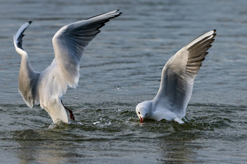 Black headed seagulls diving into lake water for bread