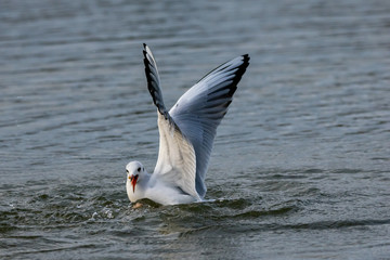Black headed seagulls diving into lake water for bread