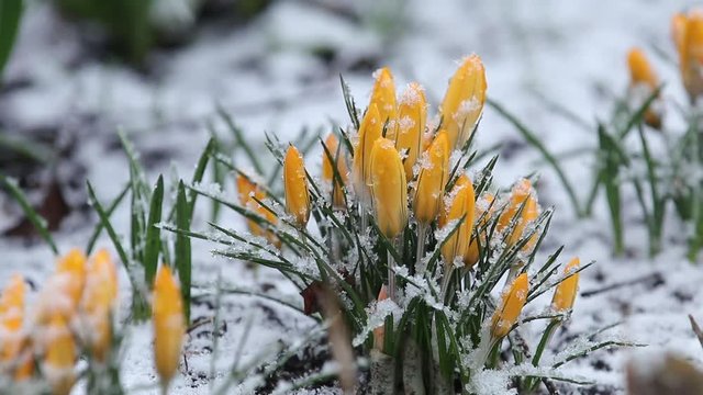 Snow is going over first spring flowers. Yellow crocuses covered with snow on spring's blizzard. Wind, light breeze, clold cloudy spring day, dolly shot, close up, shallow depts of the field, 59,94fps
