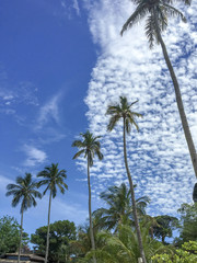 palm tree and blue sky
