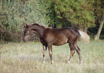 Fototapeta premium Exterior of the silvery-black foal standing on a glade