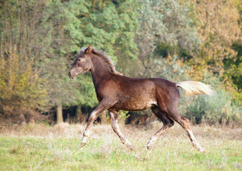 Obraz na płótnie Canvas The warmblood foal of silvery-black color runs on a meadow