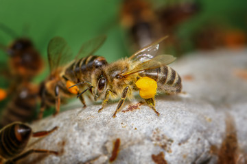 Honigbiene mit Pollentransport