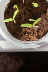Young seedlings sprouted in a glass in early spring