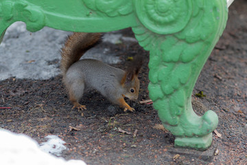 squirrel under a park bench