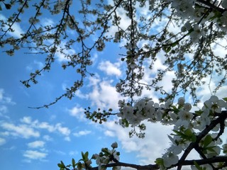 Spring blooming white flowers on the branch, close up
