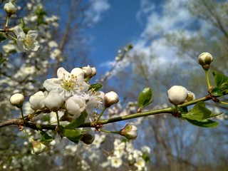 Spring blooming white flowers on the branch, close up