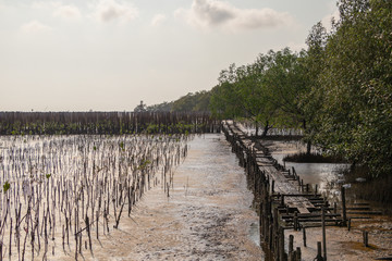 Young mangrove forest.A mangrove is a small tree that grows in coastal saline or brackish water.