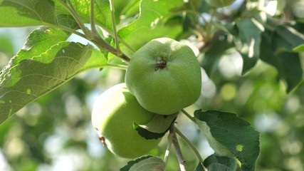 Apples on the tree. close-up. Green apples on branch. beautiful apples ripen on the tree. agricultural business. organic fruit.