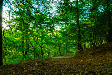 Obraz premium path in the forest