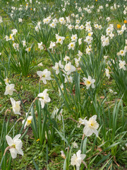 Fototapeta premium spring flowers blooming on lawn