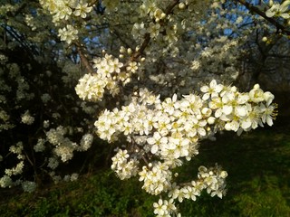 Spring blooming white flowers on the branch, close up