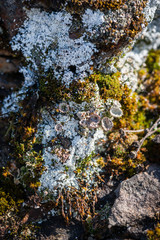 Rock Flora - Lichen and Moss