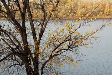 Bright yellow colors of autumn leaves in nature against the gray sky on a cloudy day