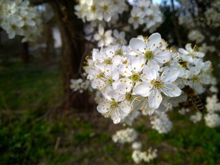Spring blooming white flowers on the branch, close up