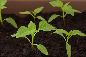 Green young plants in seedling container. Spring gardening. Close up