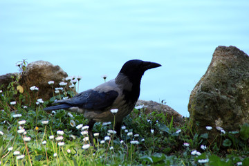 cornacchia