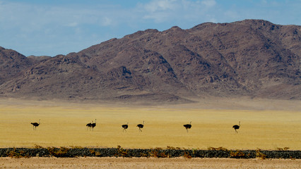 Landscape of the African Savana with Ostriches