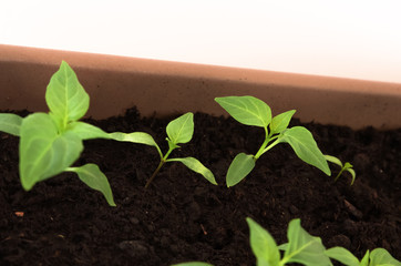Green young plants in seedling container. Spring gardening. Close up