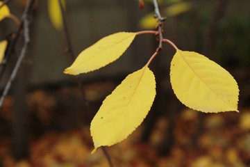 Yellow autumn leaves