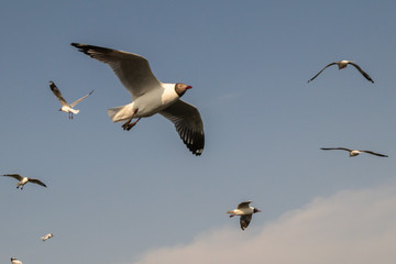 Seagulls flying over sea and nature background.