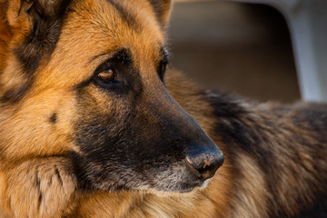 Close-up of the face of a German shepherd dog. Beautiful portrait of a German shepherd dog