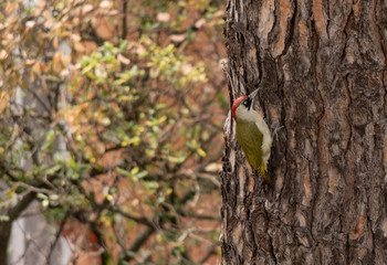Picchio verde