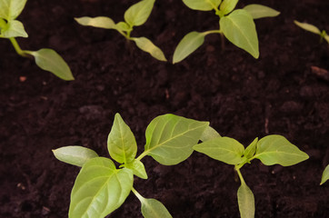Green young plants in seedling container. Spring gardening. Close up