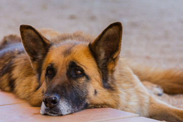 Close-up of German shepherd dog lying down in spring in Valencia, Spain