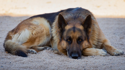 german shepherd dog lying down outdoors on spring in Valencia, Spain