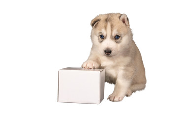 Husky Welpe sitzt mit Werbefläche vor weißem Hintergrund