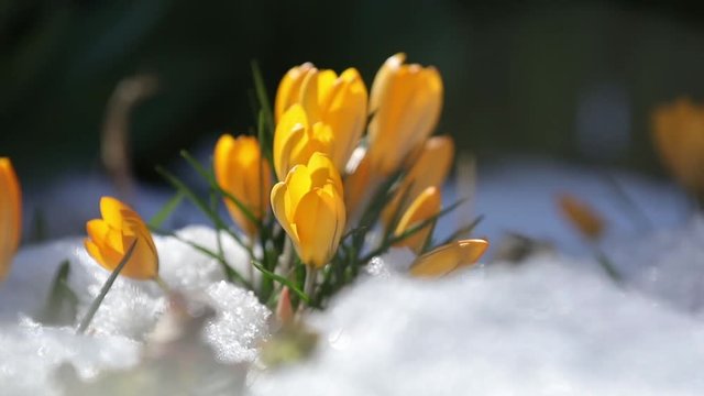 Yellow blooming crocuses on snow in city park. Tremble on the wind, closeup. Rays of the sun. Selective focus. 59.94 fps video