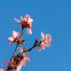 Beautiful nature scene. Spring almond flowers. Beautiful abstract almond flowers background at springtime