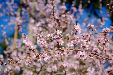 Sakura pink flowers background . cherry blossom.Spring time