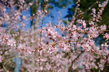 Sakura pink flowers background . cherry blossom.Spring time
