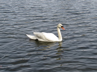 swan on lake