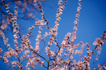 Sakura pink flowers background . cherry blossom.Spring time