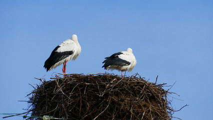 Storch im Nest, hoch über den Dächern der Stadt