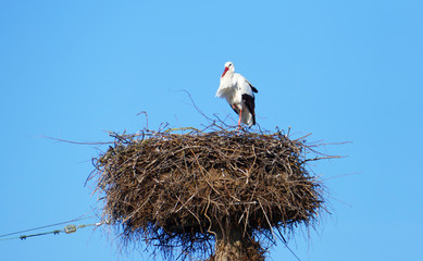 Storch im Nest, hoch über den Dächern der Stadt