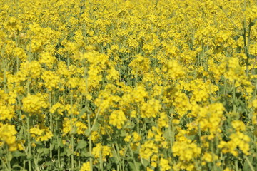 Obraz premium 菜の花