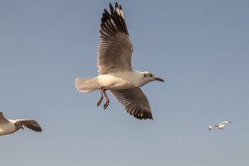 Close up Seagull flying in the air and sky background.Freedom seagull expand wings in the sky.