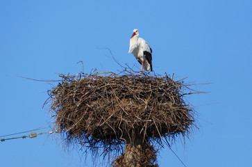 Storch im Nest, hoch über den Dächern der Stadt