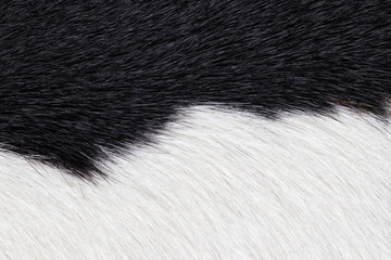 Closeup of black and white fur cow leather texture background. Macro of cow skin.