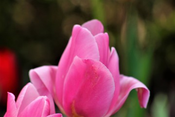 Fototapeta premium MACRO DE TULIPÁN ROSA, flor, rosa, primavera, naturaleza, huerta, verde, hermoso, florecer, 