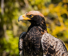 Fototapeta premium Juvenile black eagle portrait