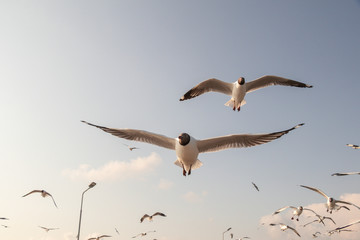 Close up Seagull flying in the air and sky background.Freedom seagull expand wings in the sky.