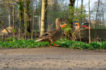 Ente