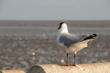 Seagull standing on a concrete with the sea background.