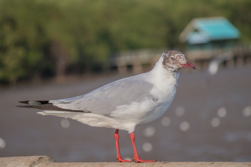 Seagull standing on a concrete with the sea background.