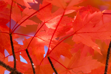 Crimson Maple Leaves Exhibiting the Elegance of Autumn
